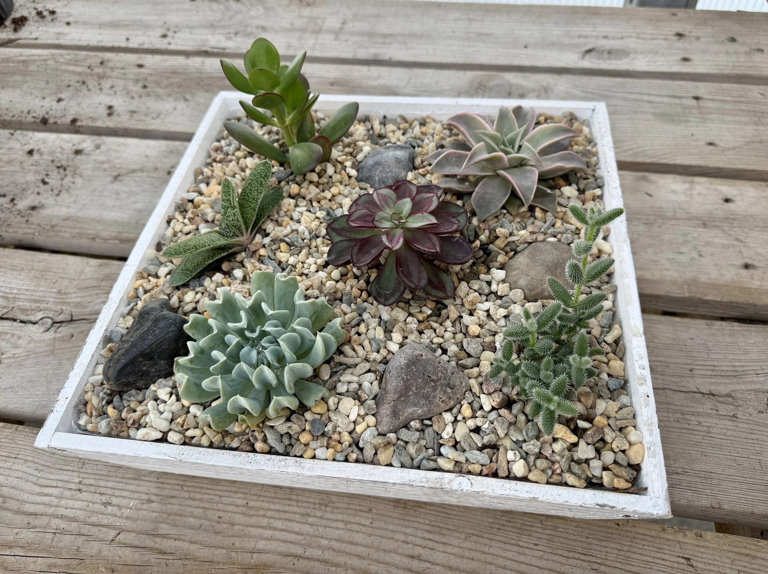 Succulent Rock Garden