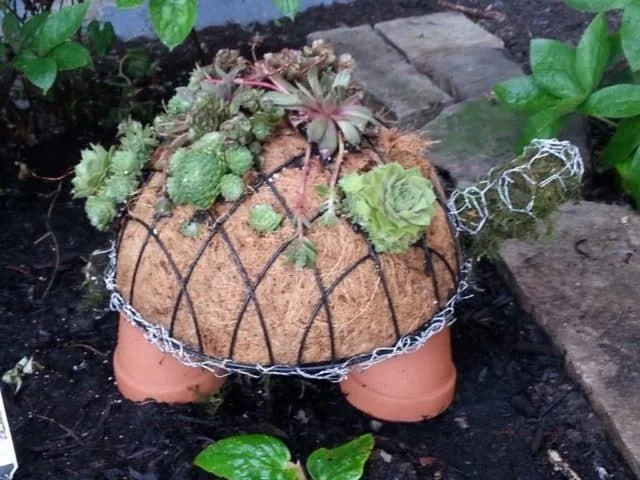 Create a Succulent Turtle!