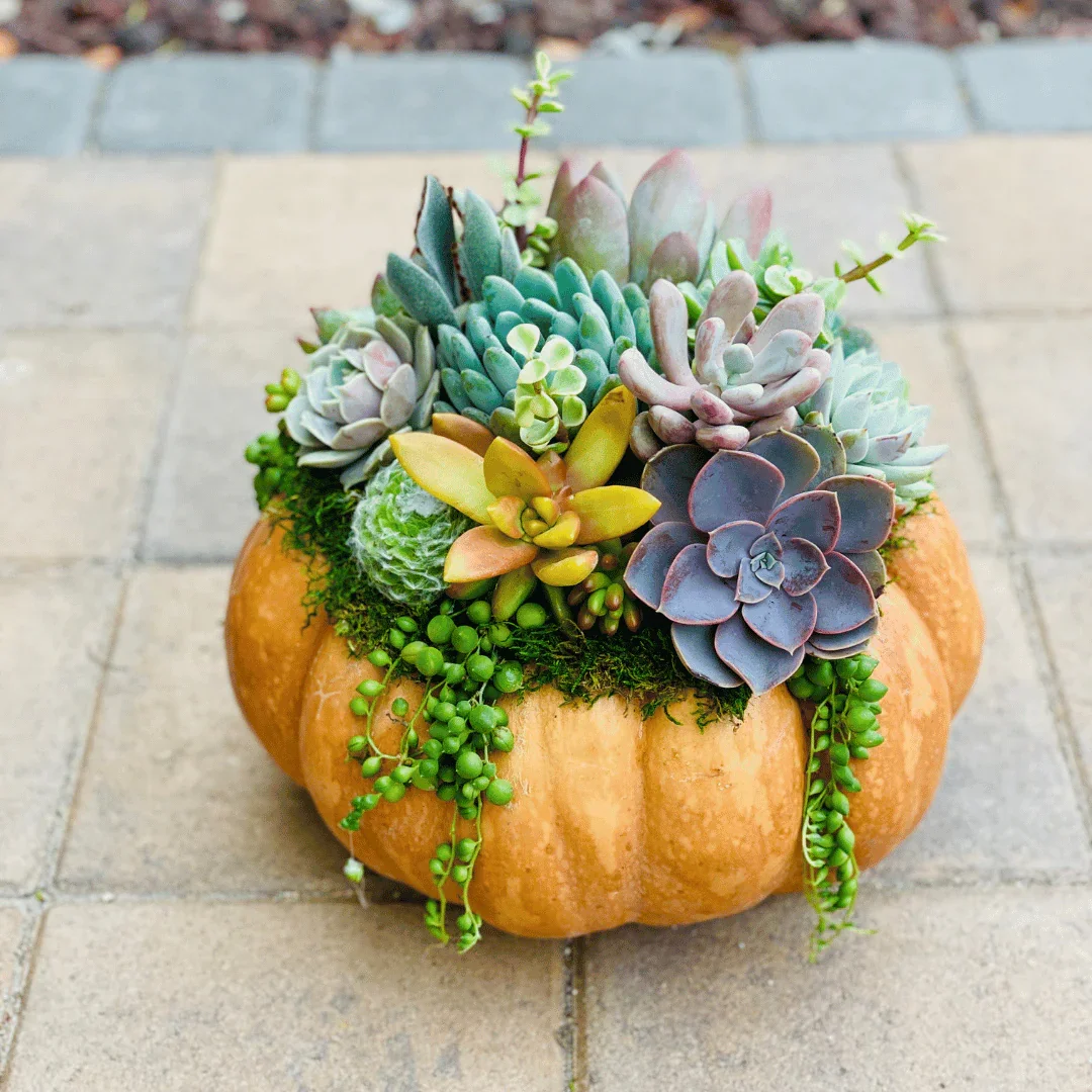 Succulent Pumpkin Decoration