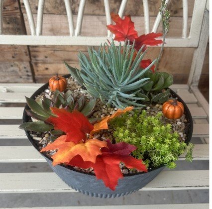Fall Succulent Garden