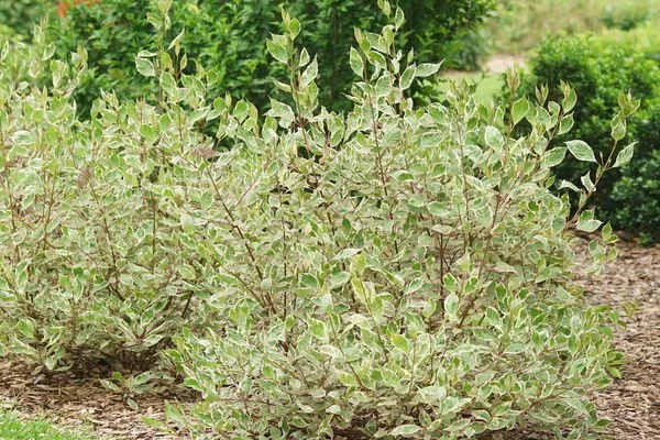 CornusSgtPepper-002-14518-1-t-m.jpg