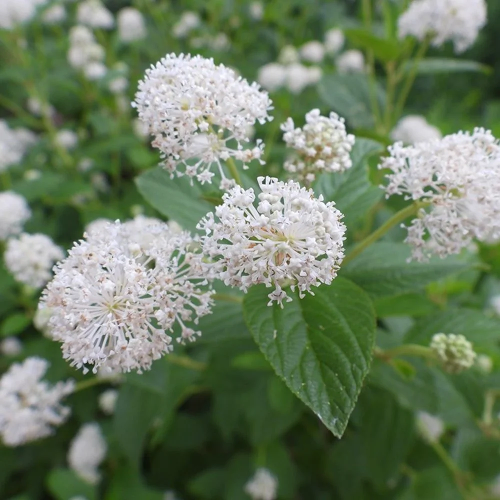 Ceanothus-americanus-New-Jersey-Tea-Shrub-3.jpg