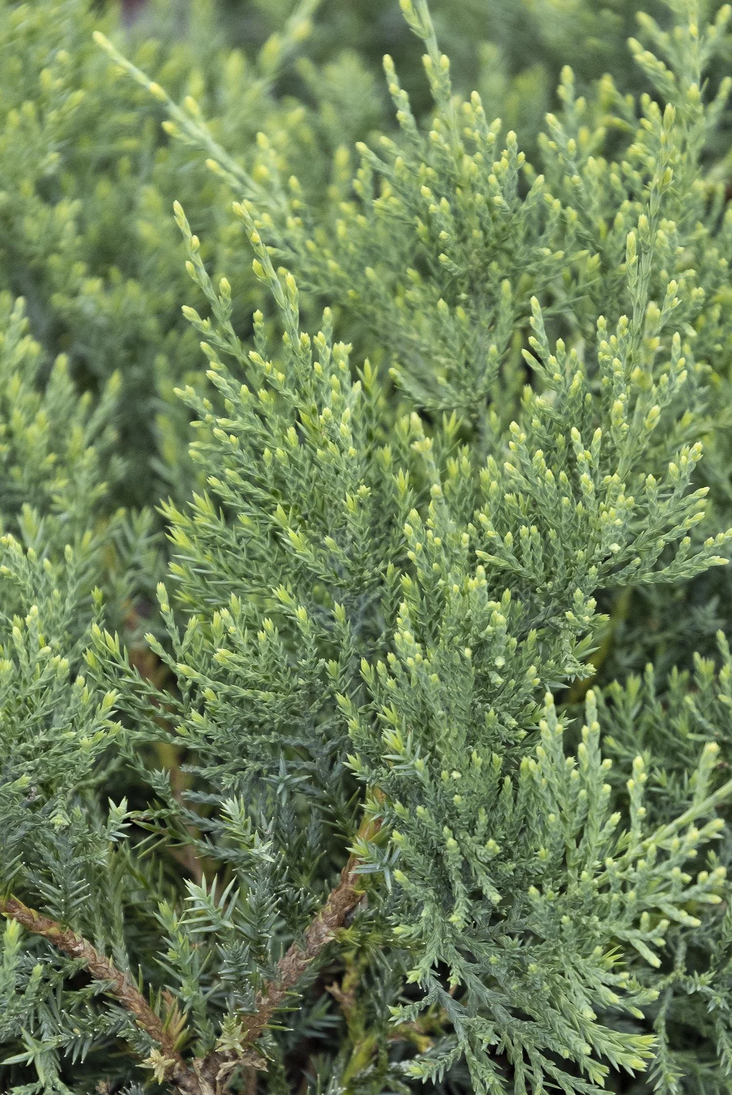 grey owl juniper.jpg
