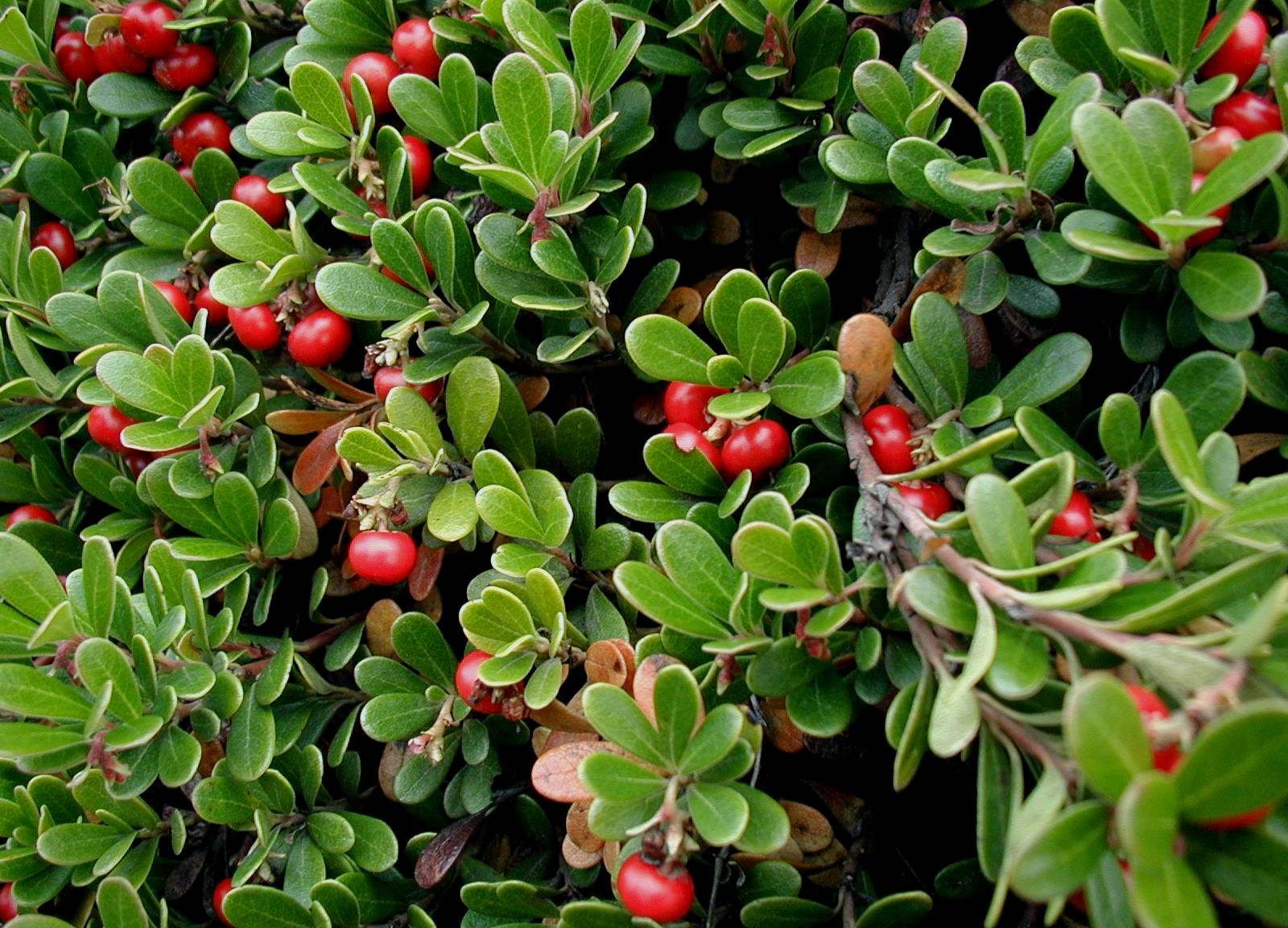 BearBerry.jpg