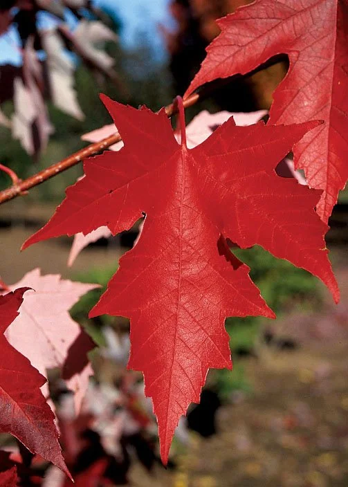 autumn fantasy.jpg