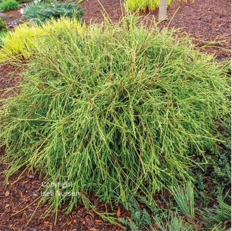 Filiformis Threadleaf Arborvitae.jpg
