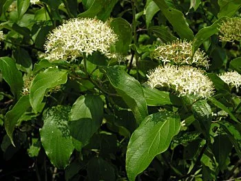 Silky-Dogwood1.jpg