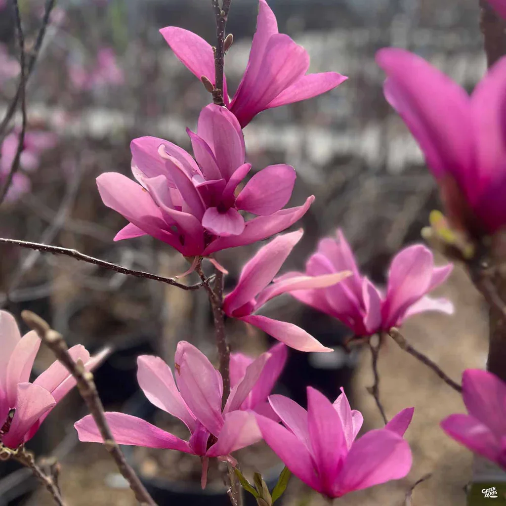 Magnolia_Ann_SpringBlossom01_1024x1024.webp