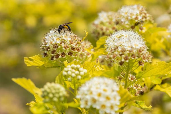 honeybcomb ninebark 1.jpg