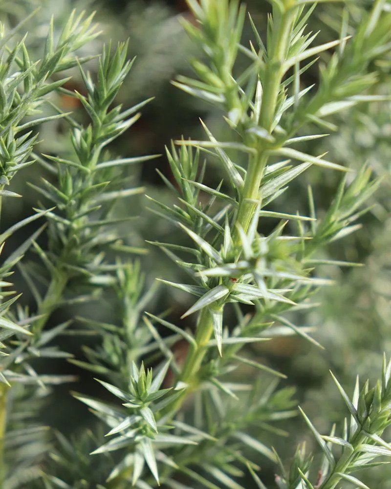 star-power-juniper.jpg