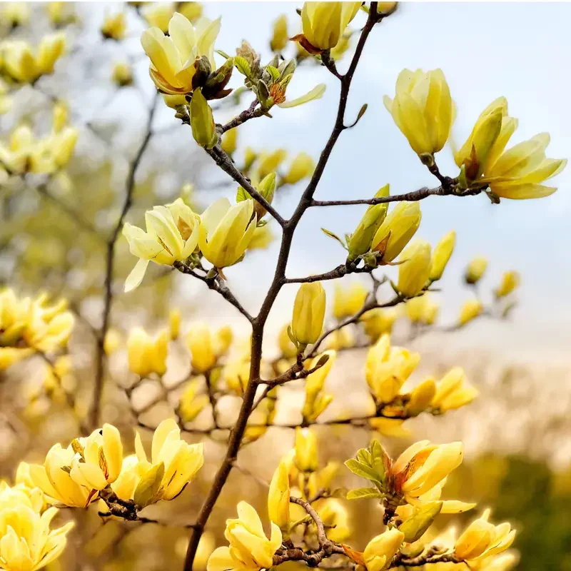 96394_Magnolia_Butterflies_1489040542.webp