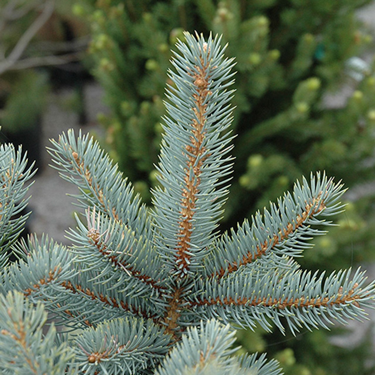 baby blue spruce.jpg