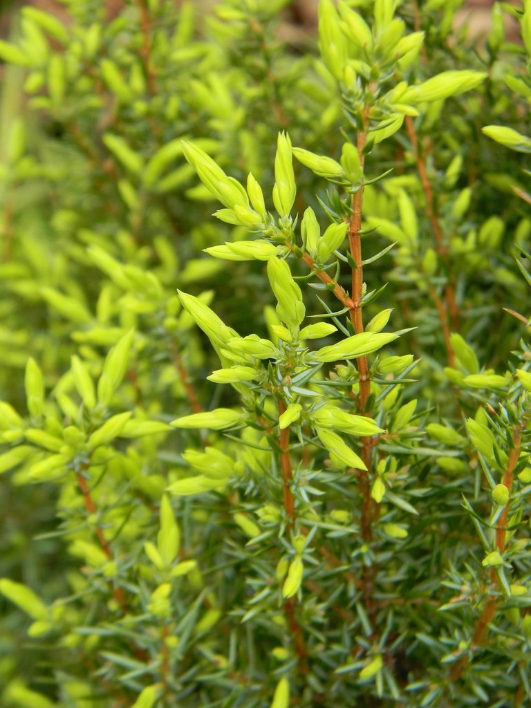 gold cone juniper.jpeg