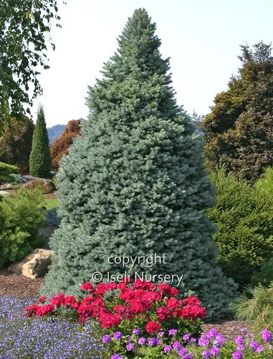Picea-pungens-Sester-Dwarf-1.jpg