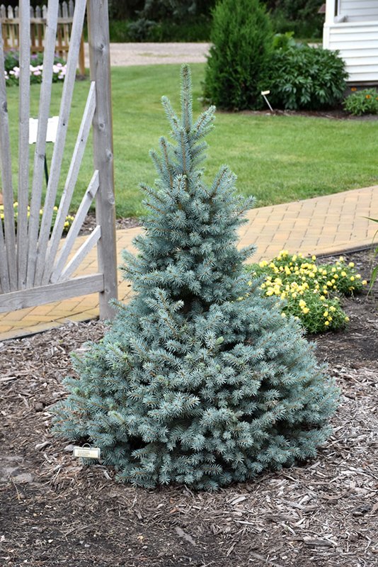 Sester Dwarf Blue Spruce  Ivy Trails Gift & Garden
