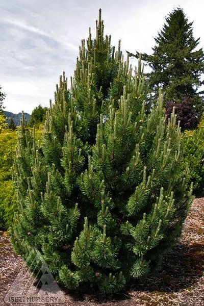 TANNENBAUM.jpeg