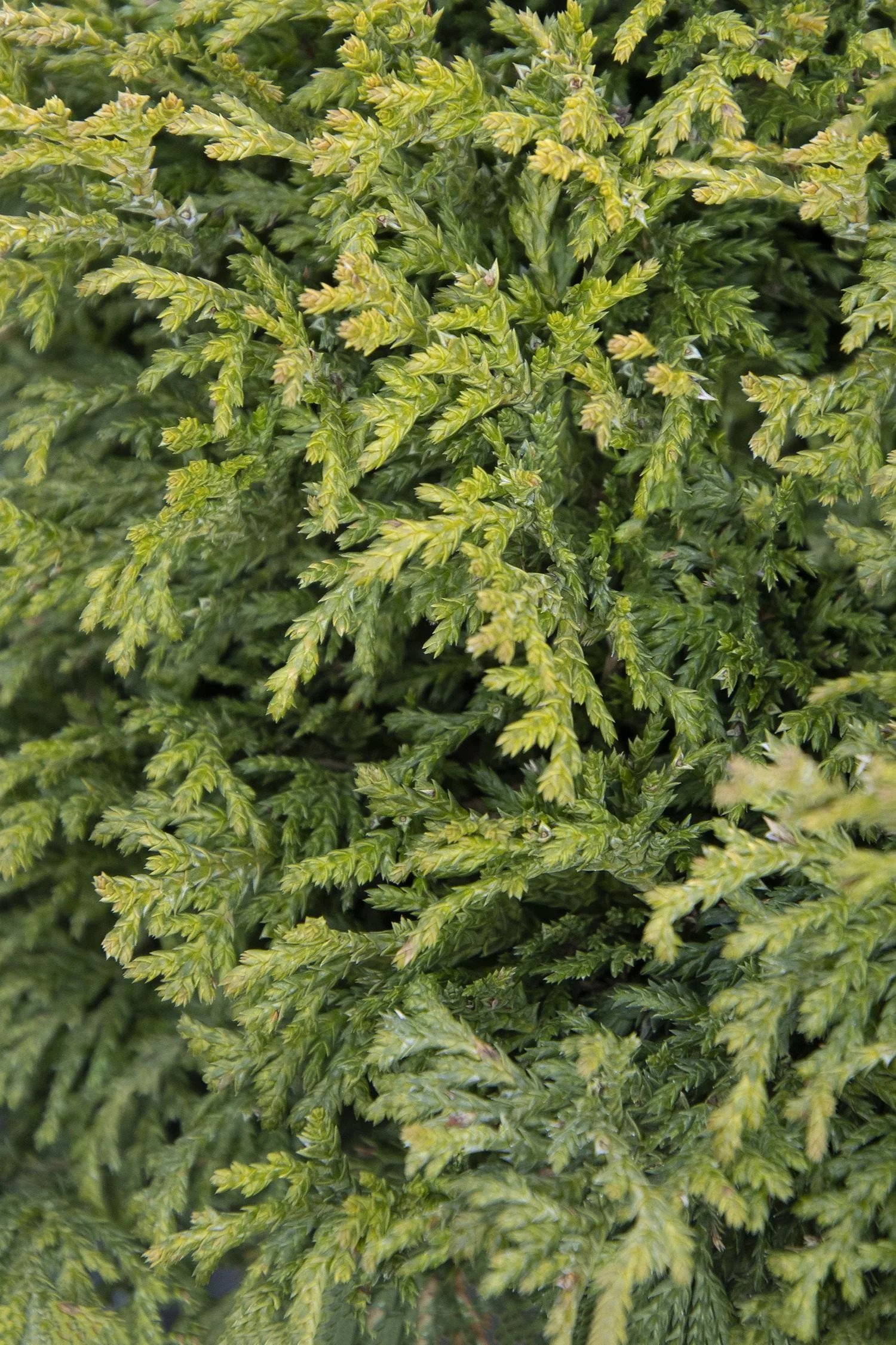 miniature moss cypress .jpg
