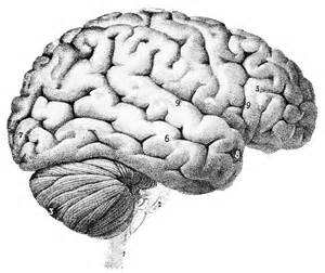 brain.jpeg