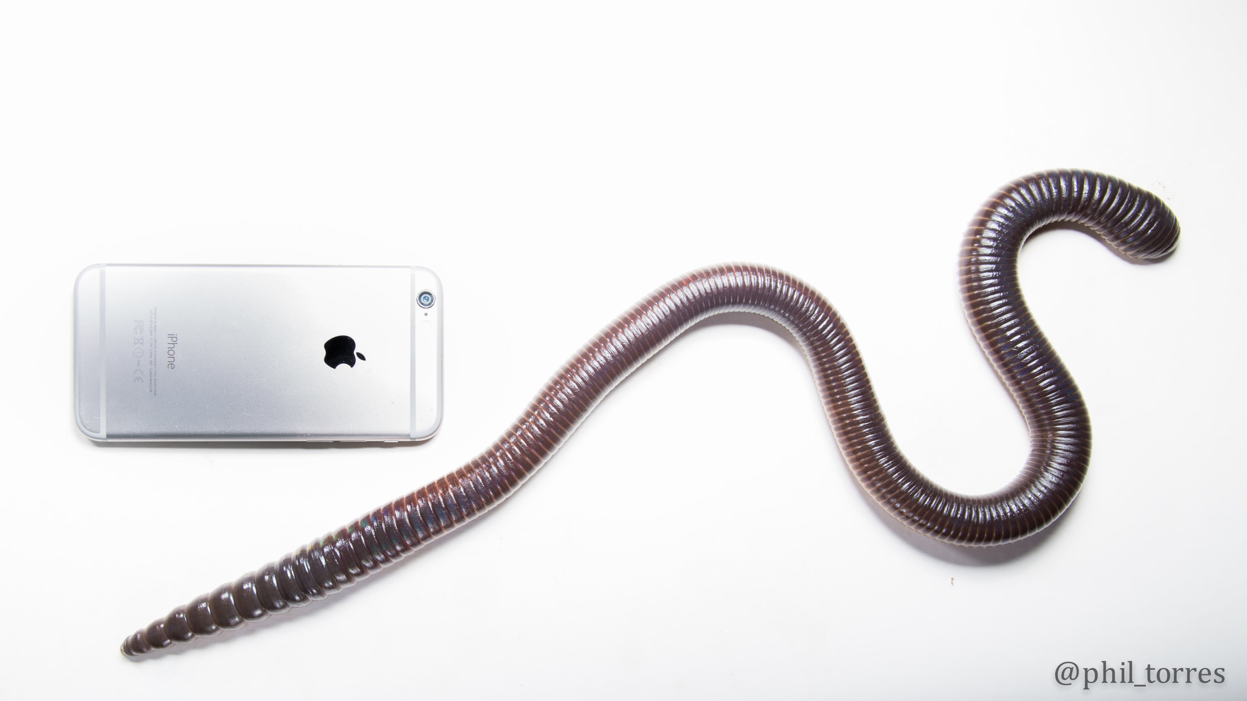  Giant Earthworm at the Sumaco Volcano, Ecuador 