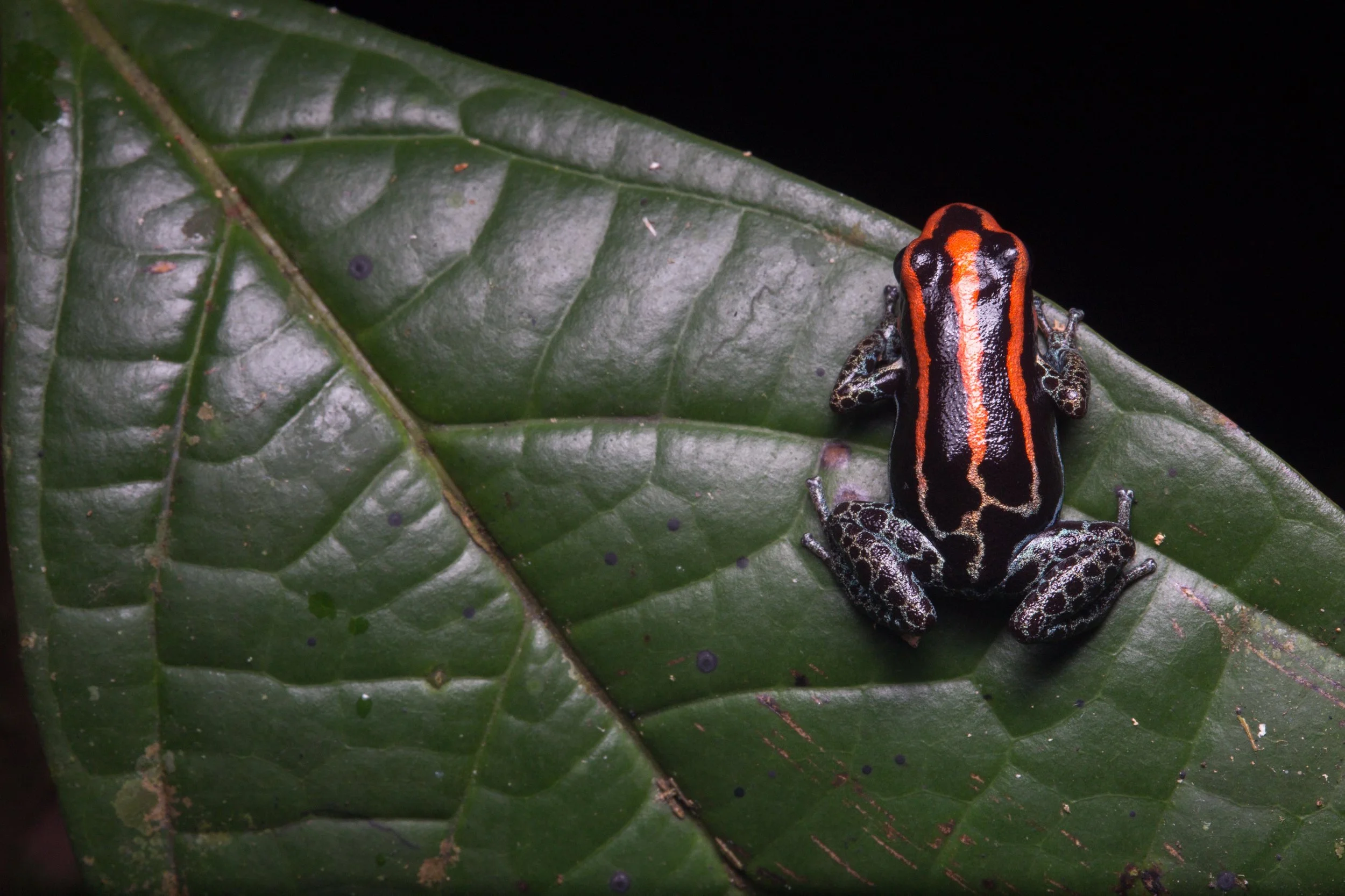 Where Is the Most Biodiverse Place On Earth?