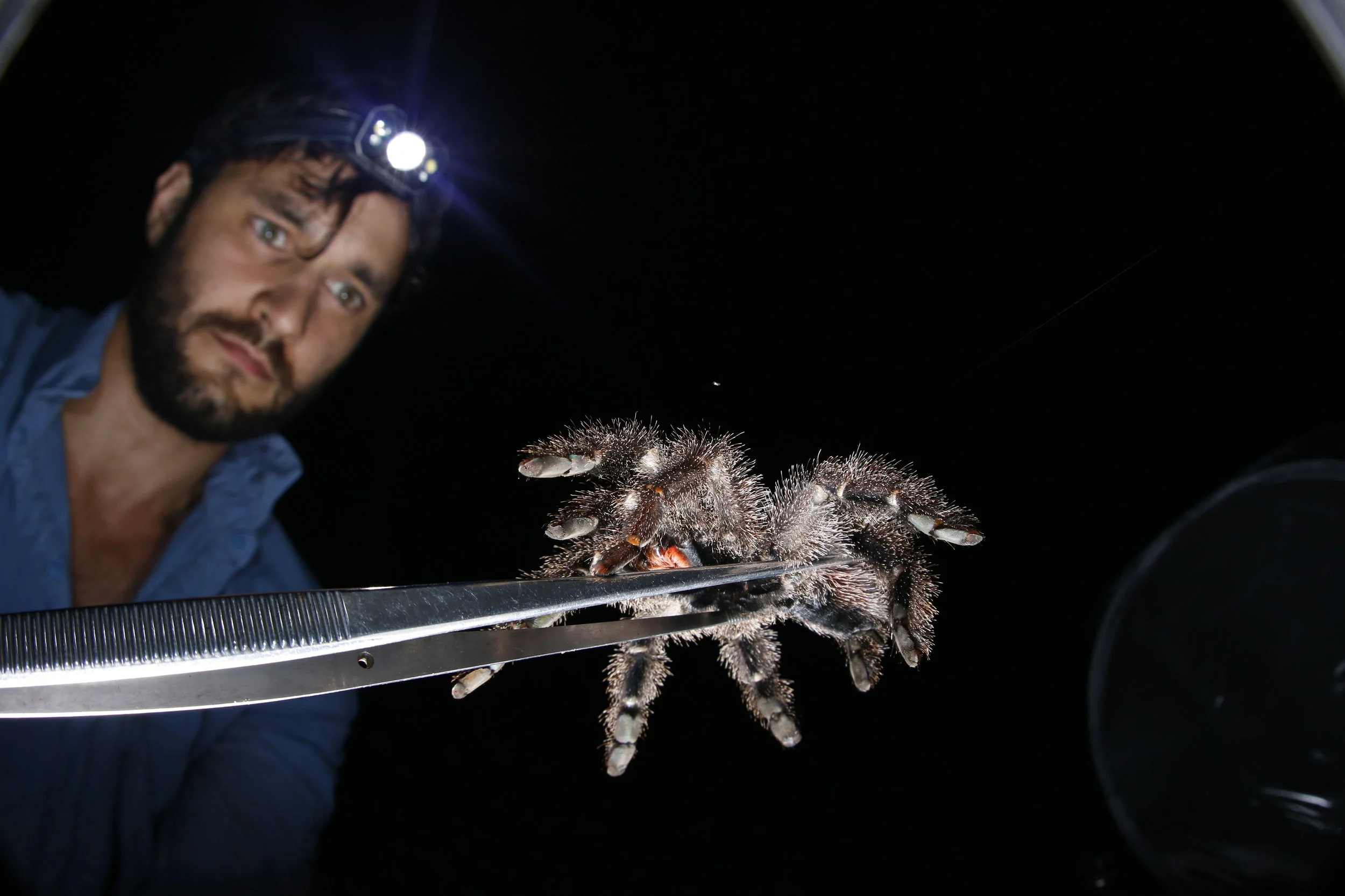 Why We Should Love Spiders 