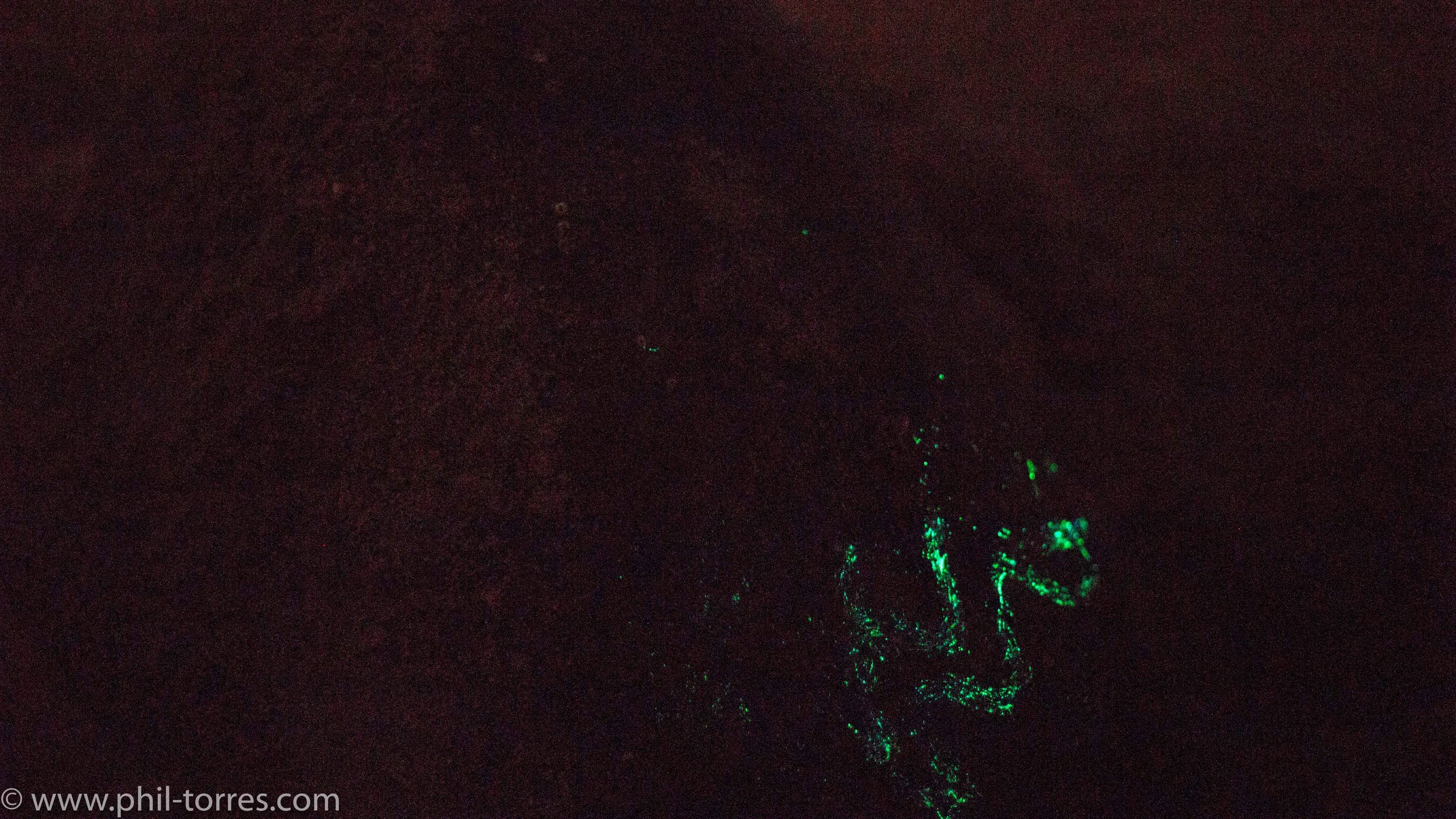 A long-exposure photo showing the zig-zag pattern the park ranger wiped with his finger on the sea turtle's shell. My guess? Bioluminescent phytoplankton accumulation.