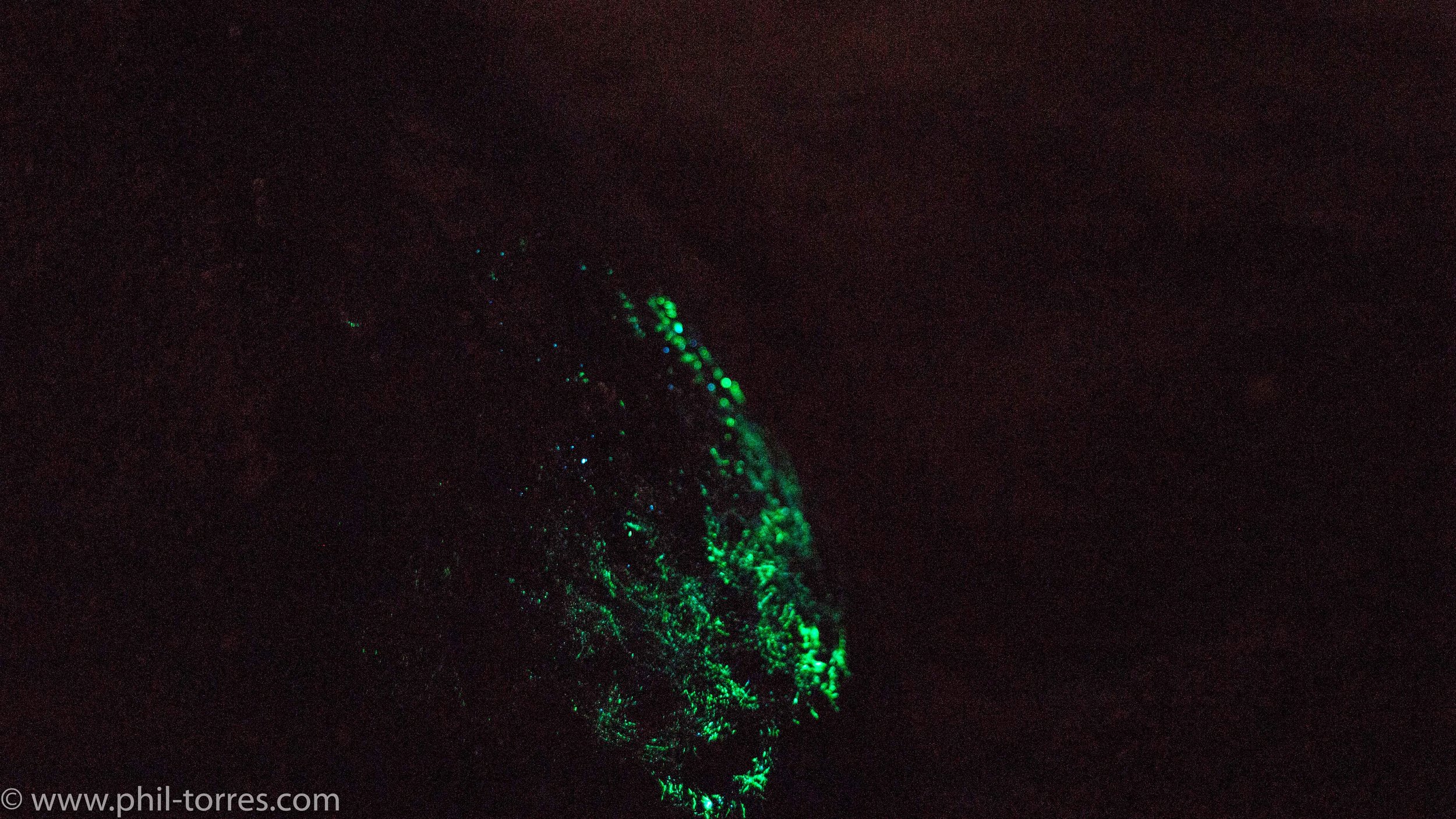 A similar glow is seen along the shore when you step near where the waves break- for some reason these plankton are highly concentrated on the turtle's shell.