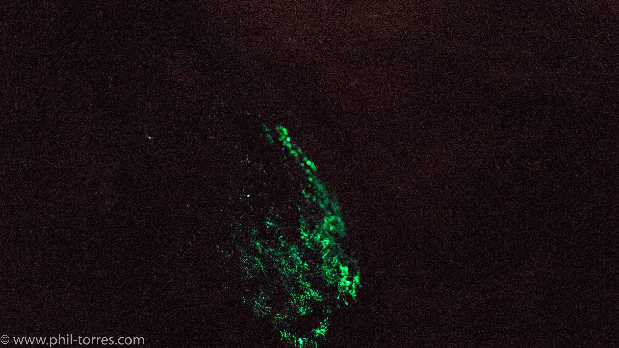 A similar glow is seen along the shore when you step near where the waves break- for some reason these plankton are highly concentrated on the turtle's shell.