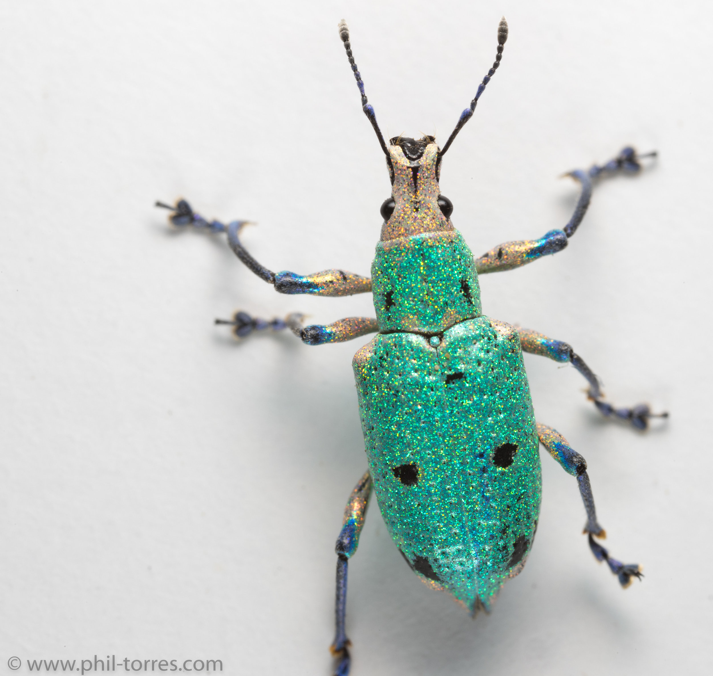 sparkly glitter beetle