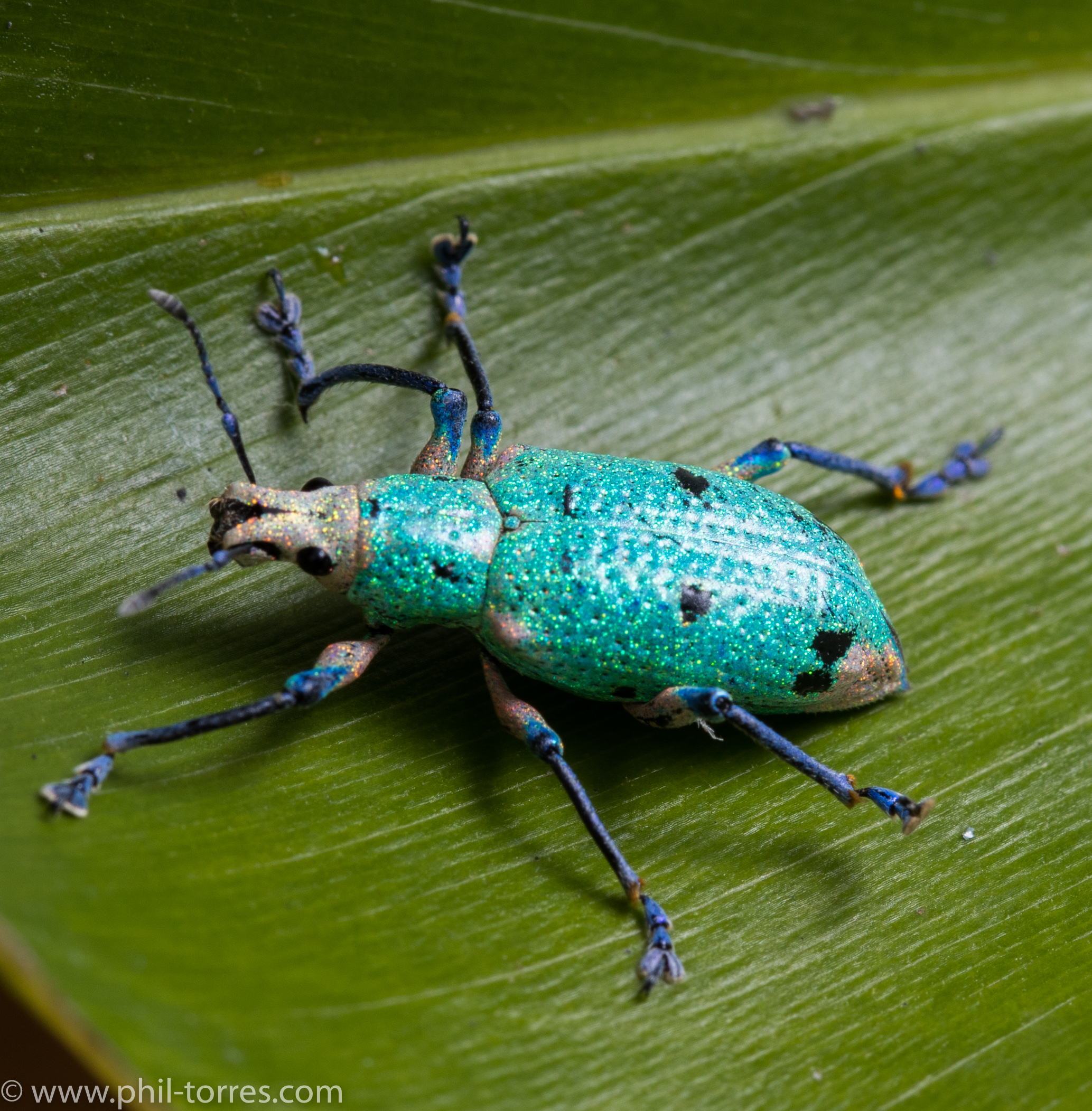 compsus benoisti mindo ecuador weevil