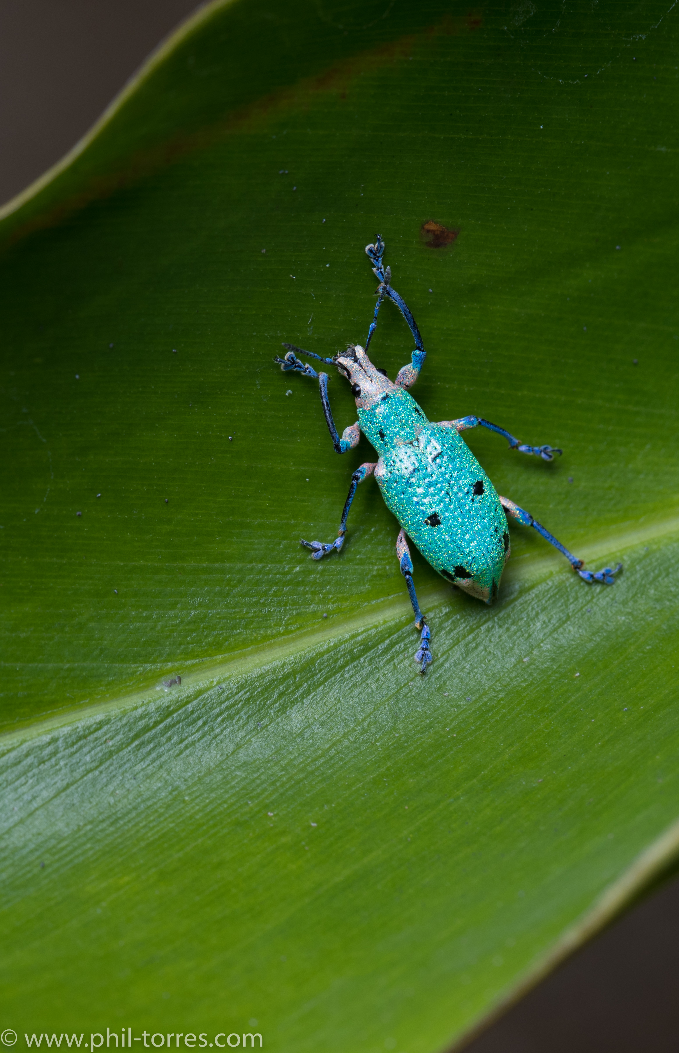 glittery weevil beetle