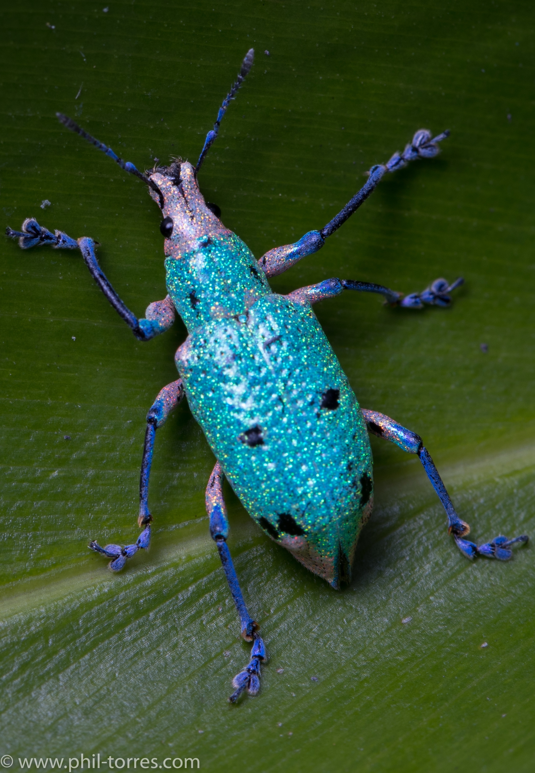 Compsus benoisti Mindo Ecuador Weevil