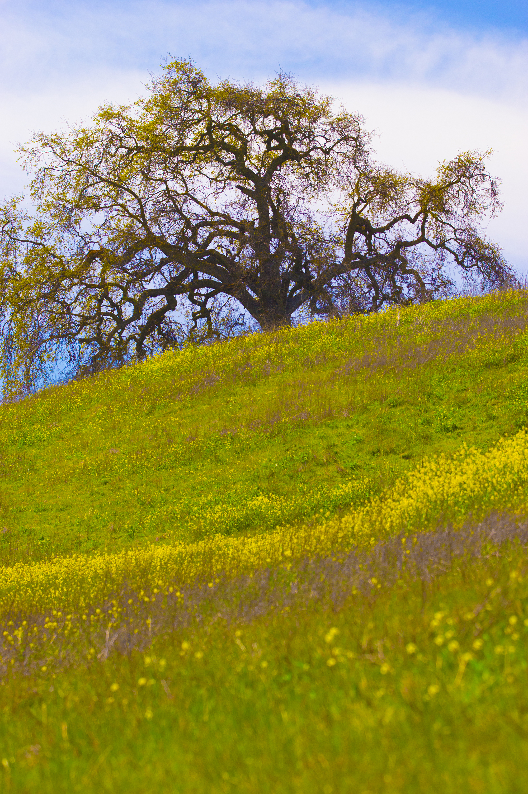 Santa Teresa County Park, San Jose, California