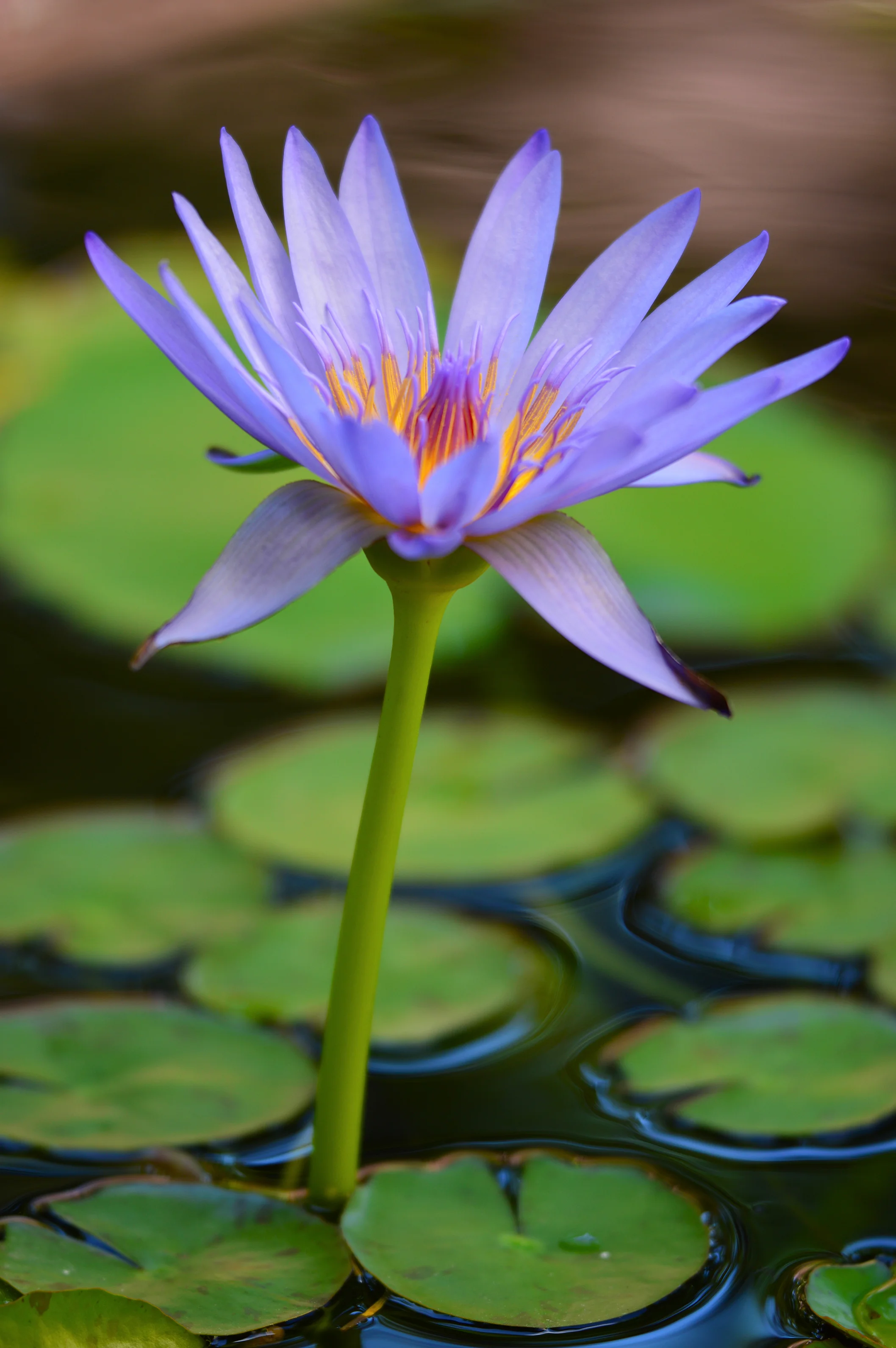 Purple Water Lily in Oahu, Hawaii