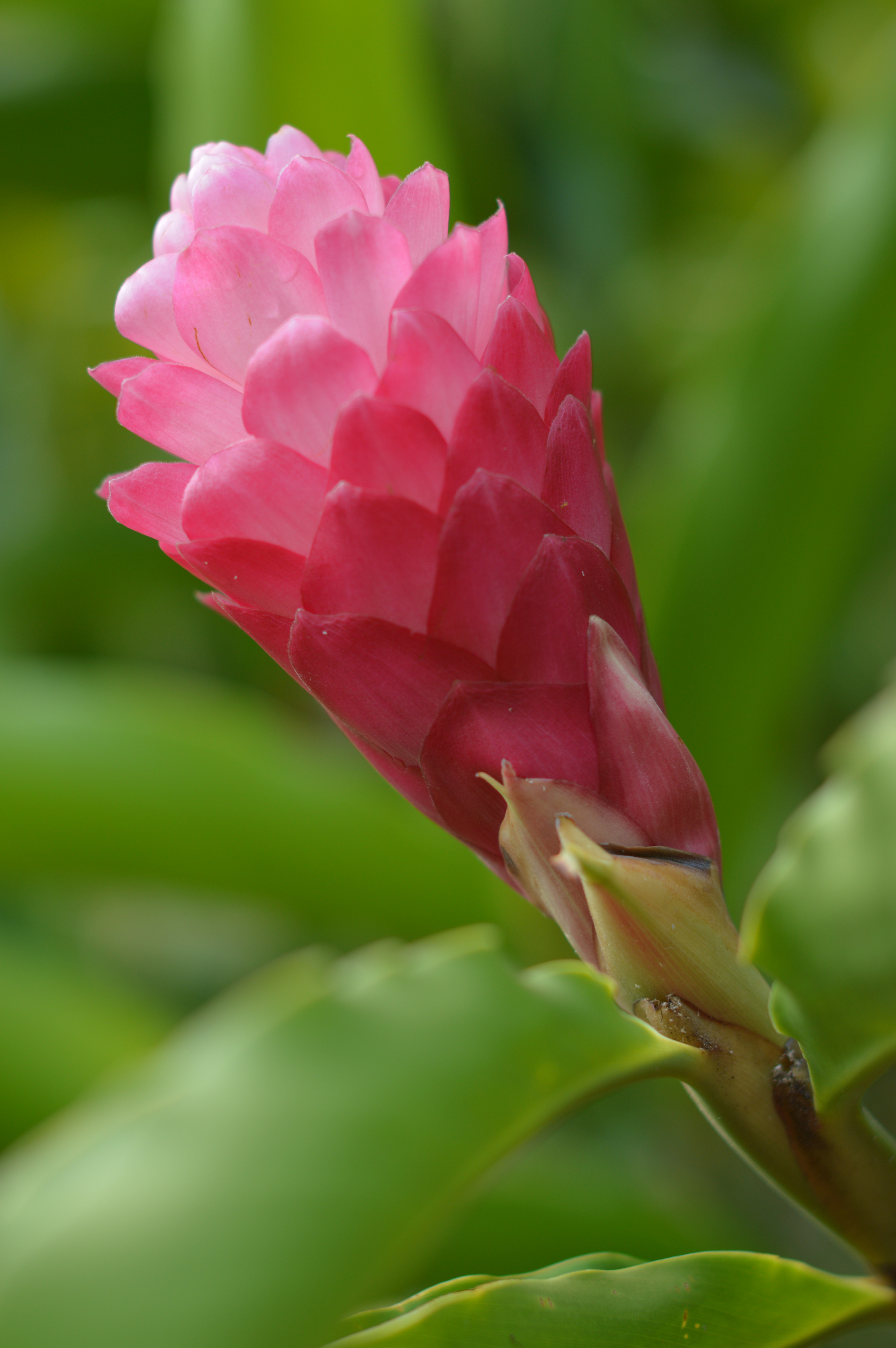Pink Ginger in Oahu, Hawaii