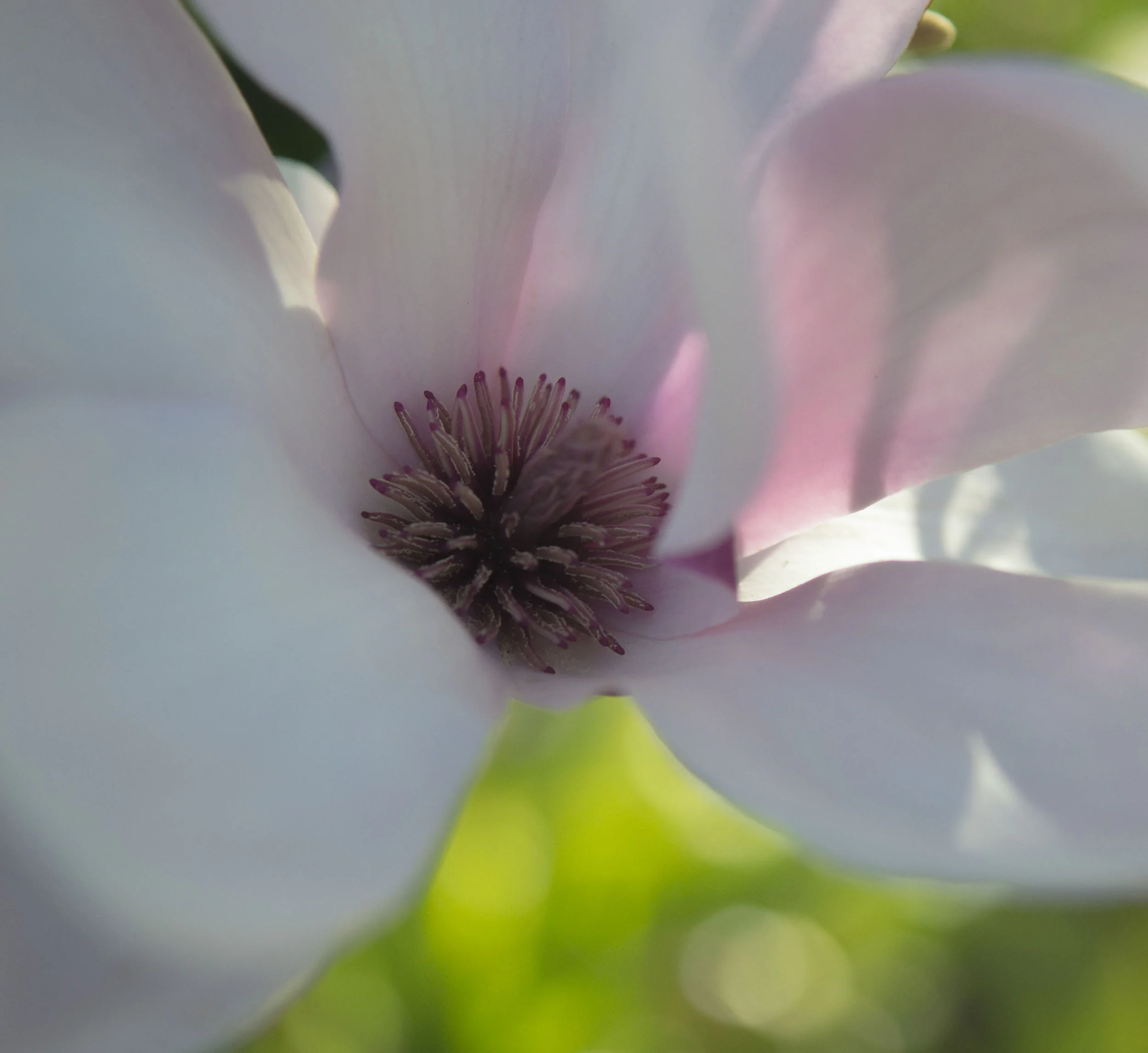 Rustica Rubra Magnolia in Palo Alto, California