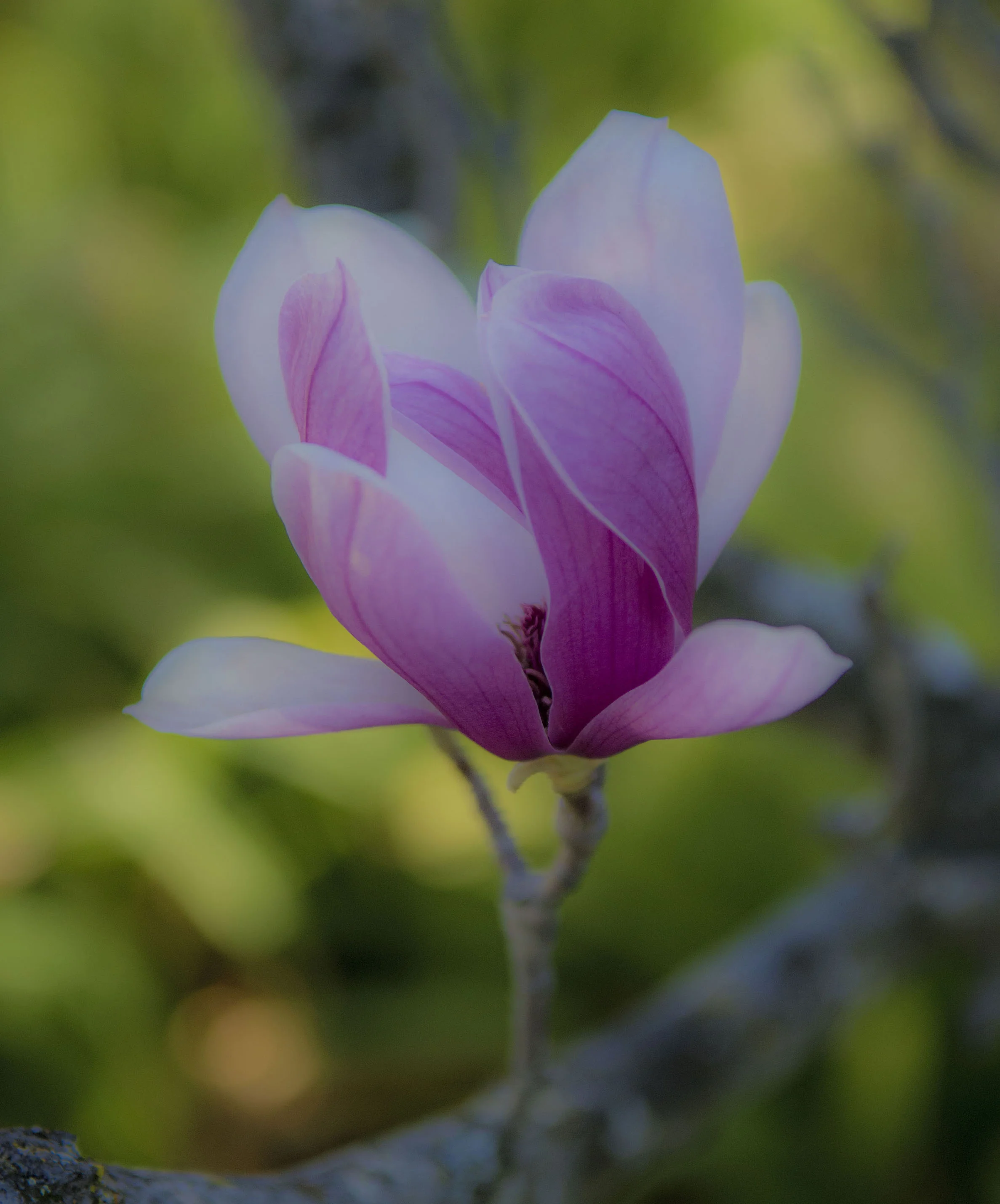 Rustica Rubra Magnolia in Palo Alto, California