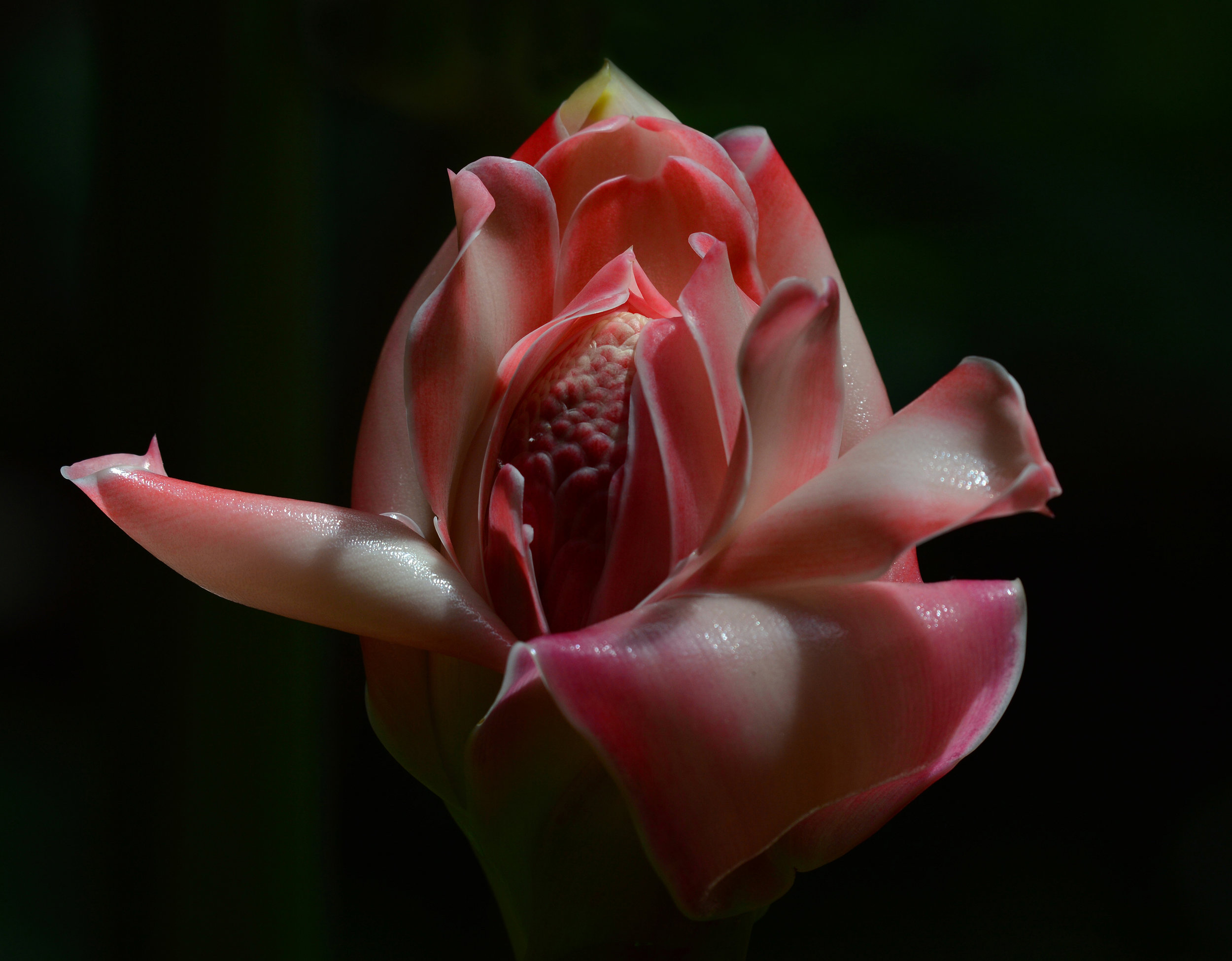 Torch Ginger in Oahu, Hawaii