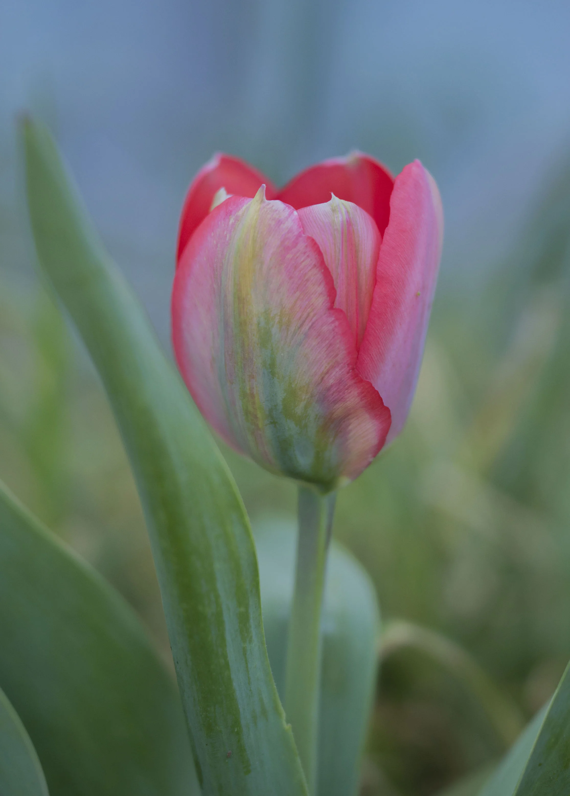 Tulip in San Jose, California