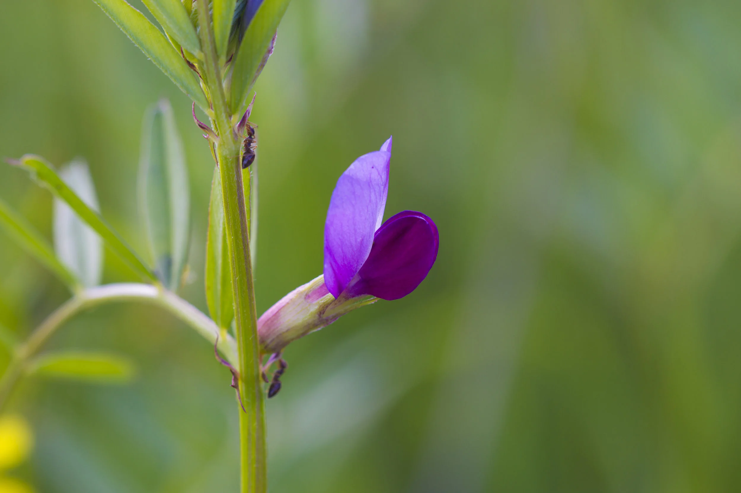Narrow-leaved Vetch, Wildflower at Santa Teresa County Park, San Jose, California
