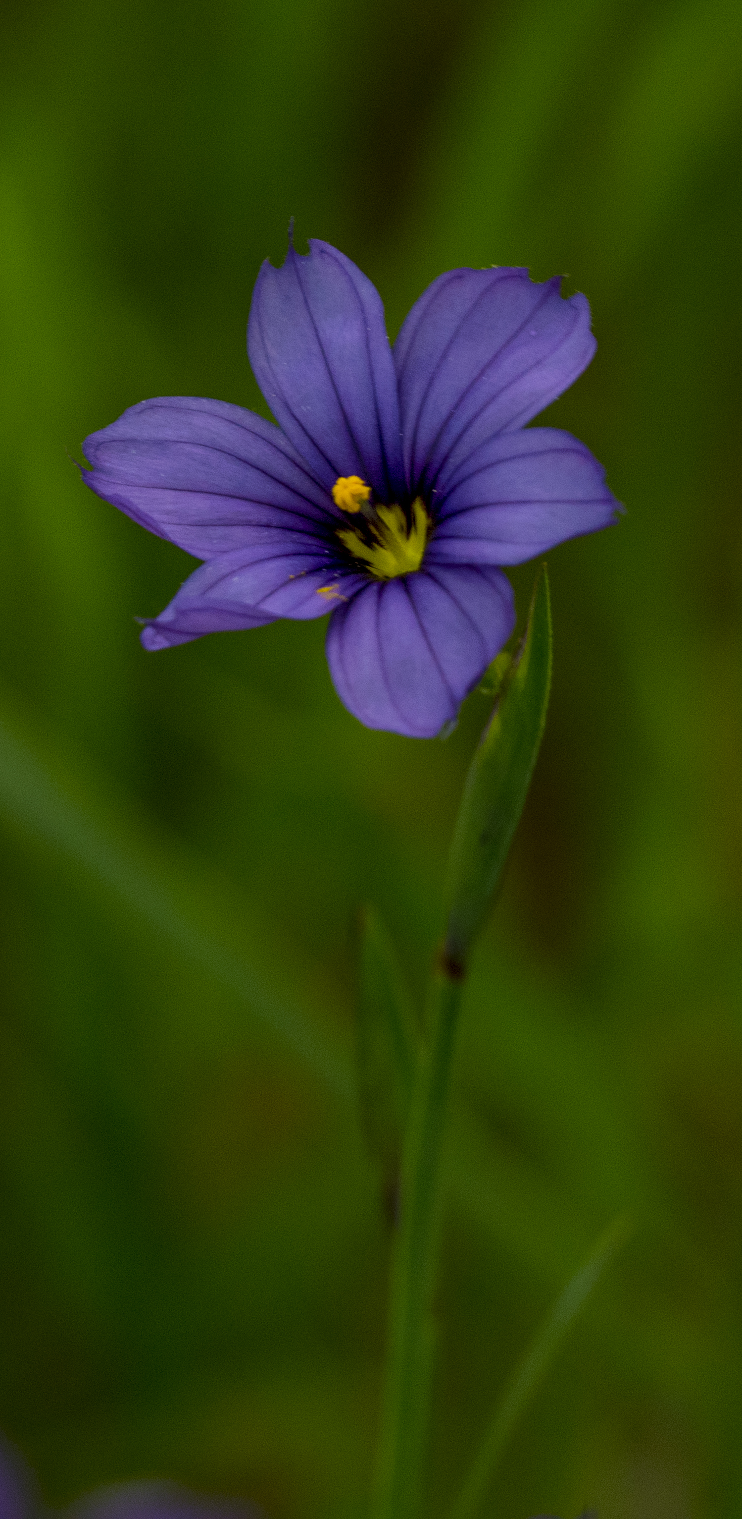 Blue Eyed Grass, Wildflower at Santa Teresa County Park, San Jose, California