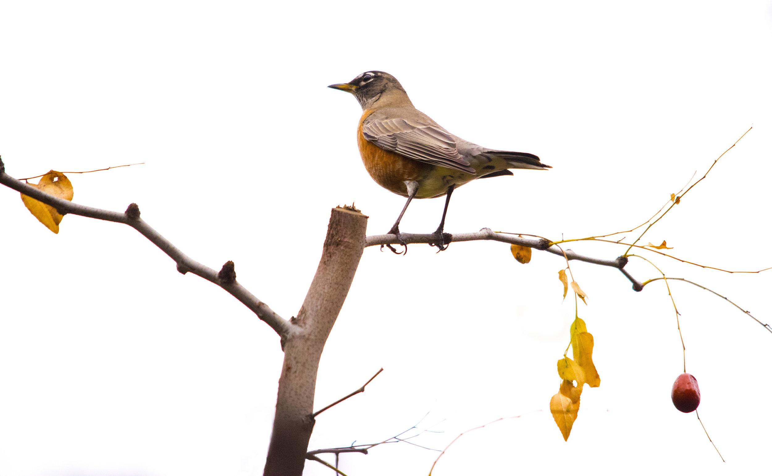  American Robin in San Jose, California