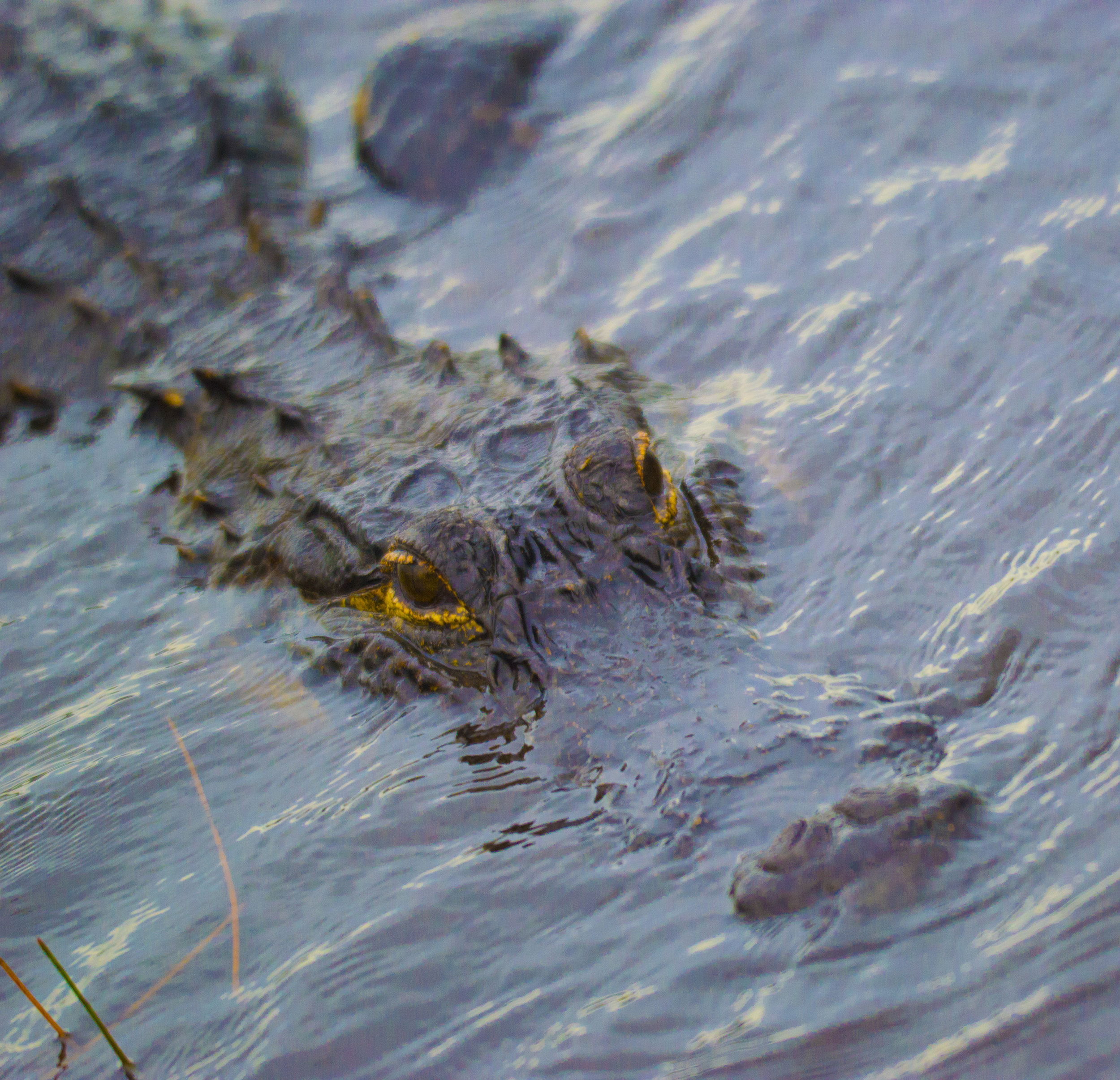 Alligator at Everglades National Park, Florida