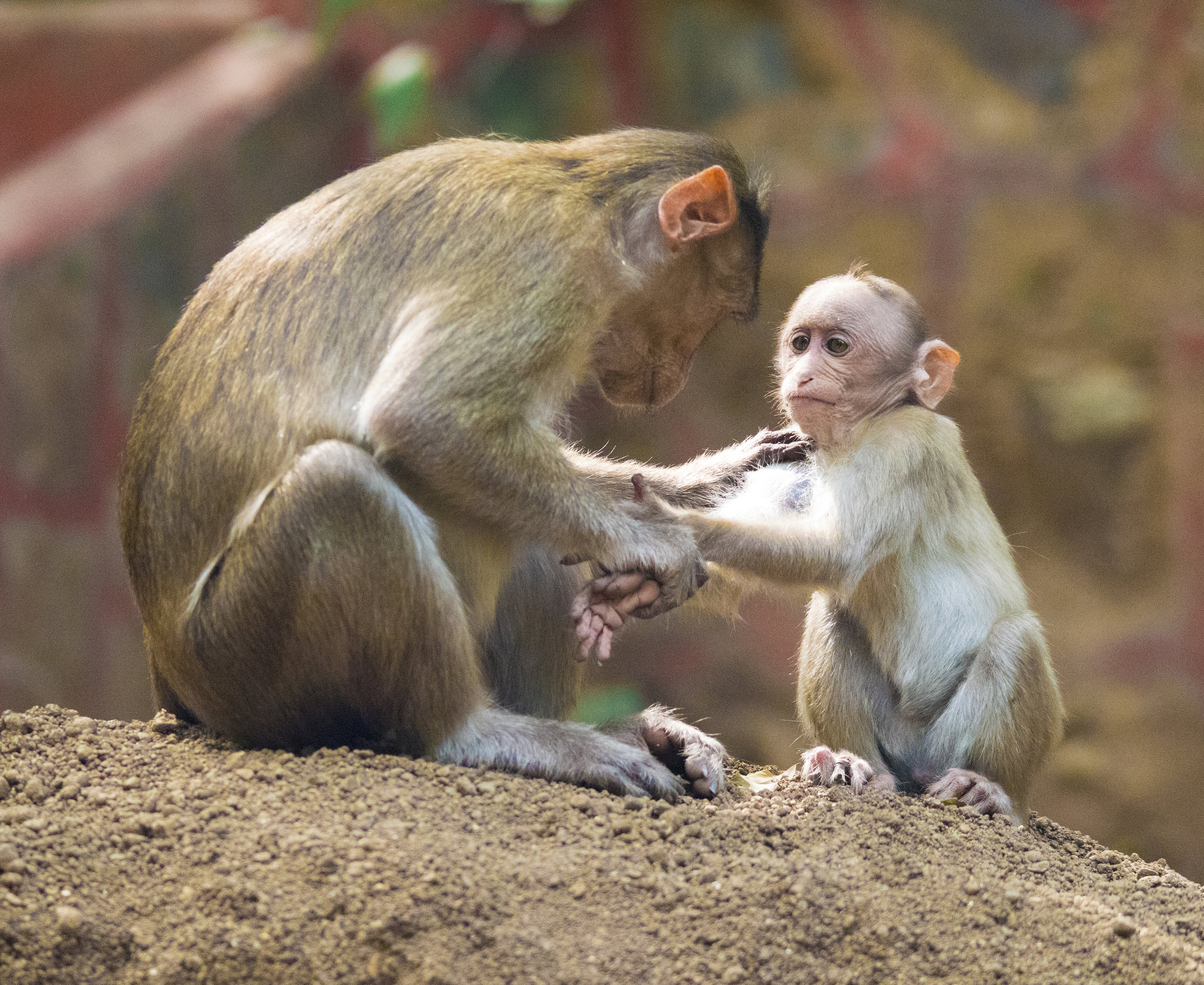 Monkeys at Karnala Bird Sanctuary, India