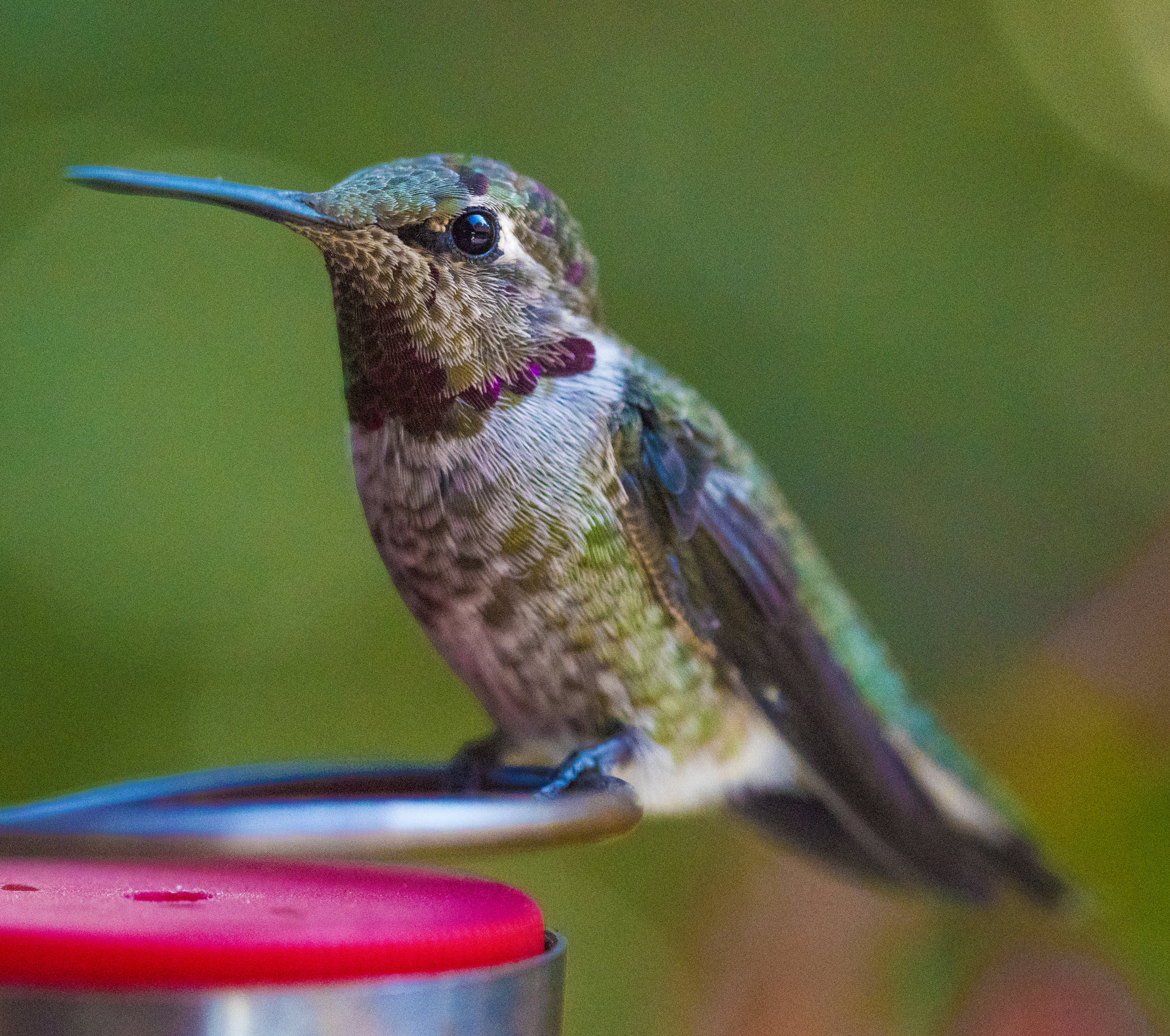 Anna's Hummingbird, San Jose, California