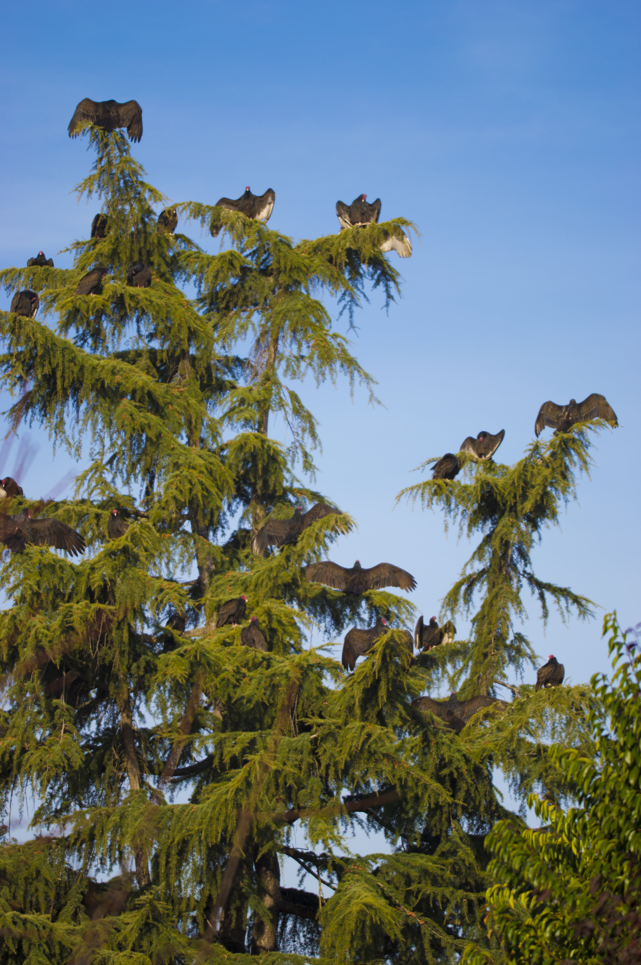 Turkey Vultures in San Jose, California