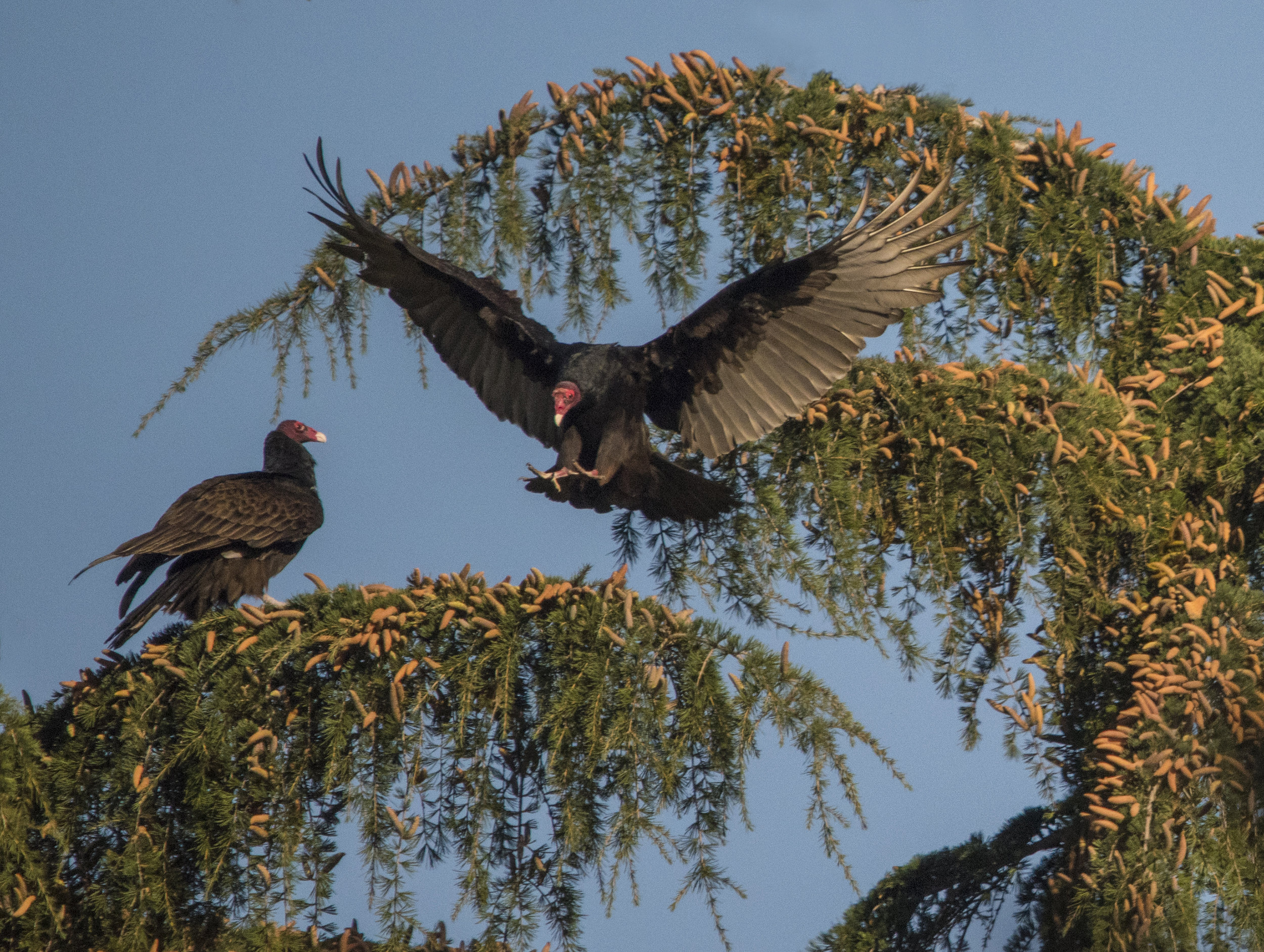 Turkey Vultures in San Jose, California