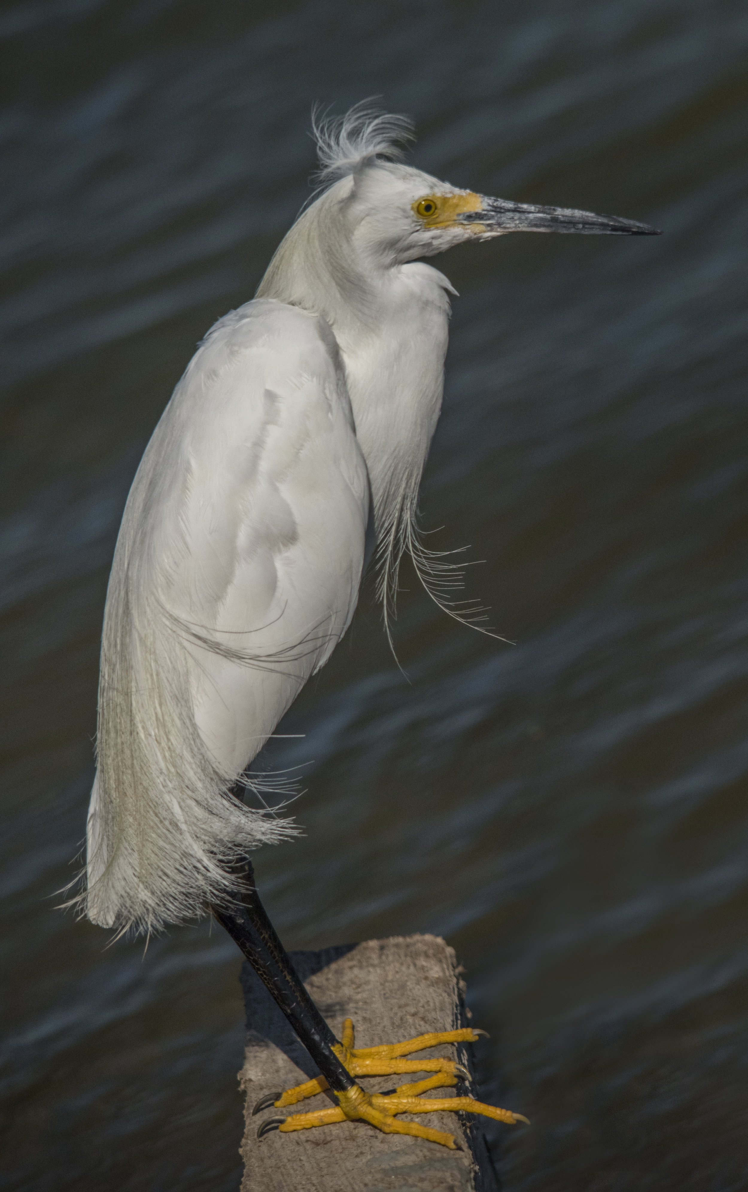 Snowy Egret at Don Edwards San Francisco Bay National Wildlife Refuge, California 