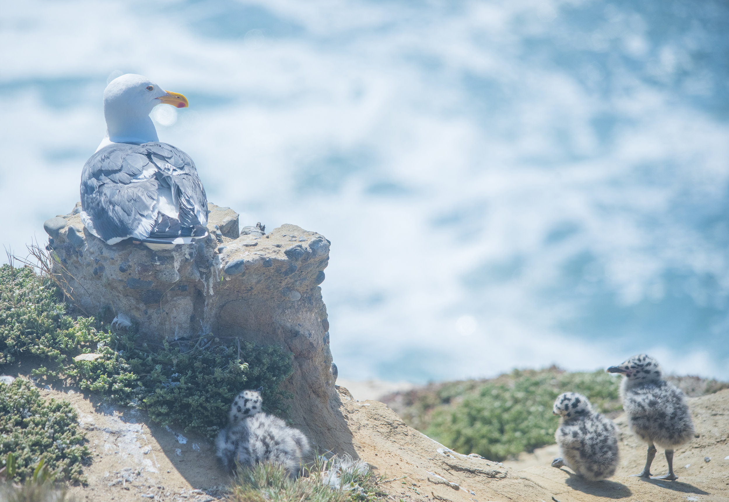 Seagull Family, La Jolla, San Diego, California