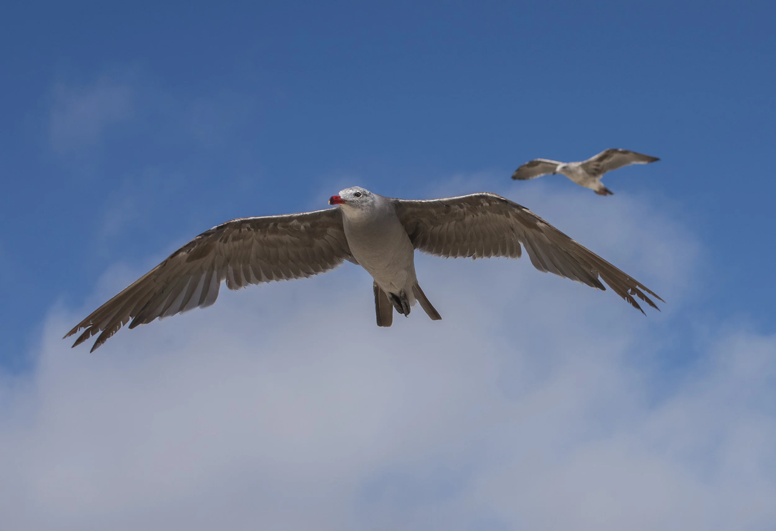 California Gulls at Venice Beach, Los Angeles, California